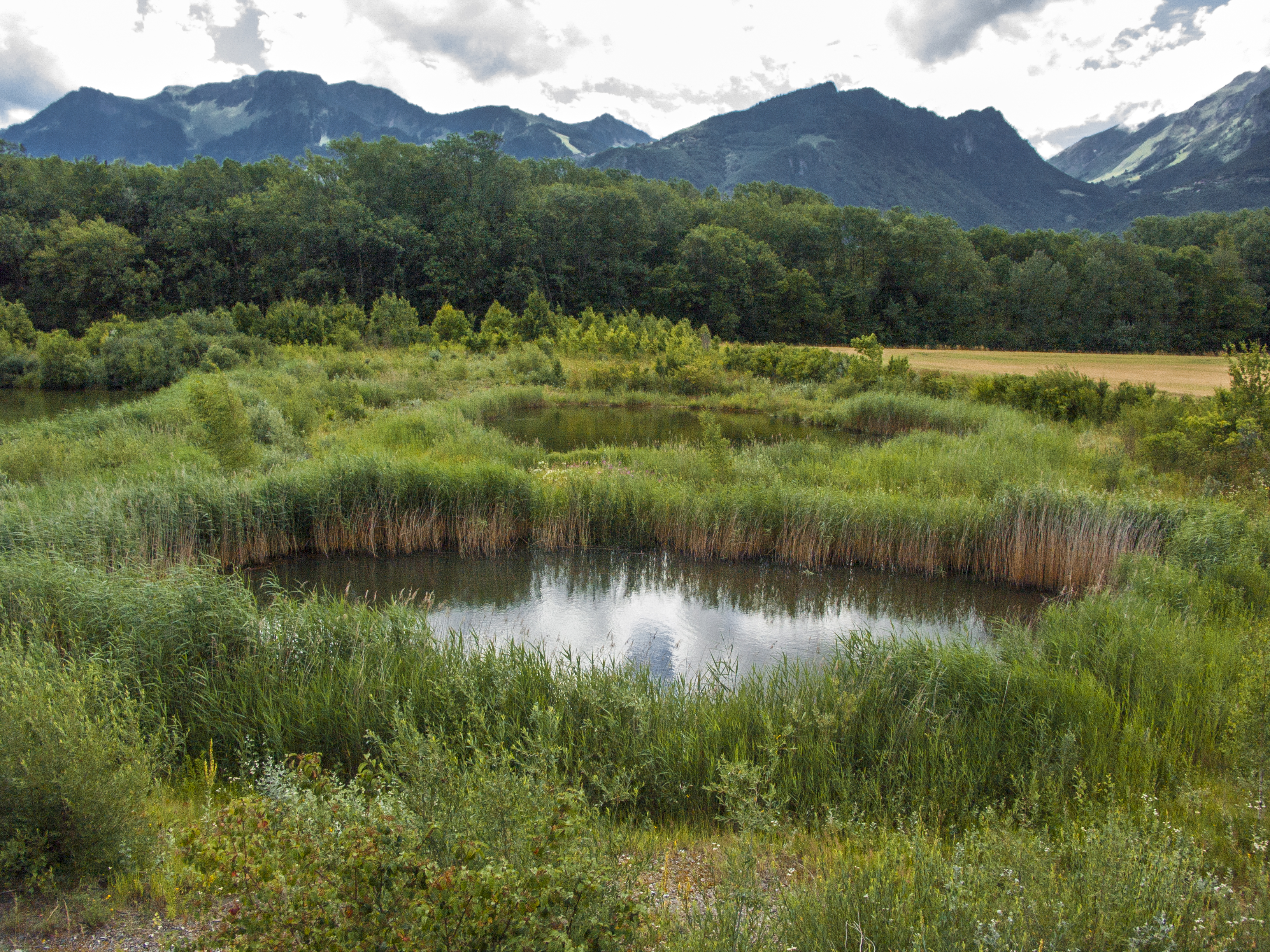 Les batraciens auront leur havre de paix durant les travaux de corrections du Rhône « R3 » dans le Chablais vaudois